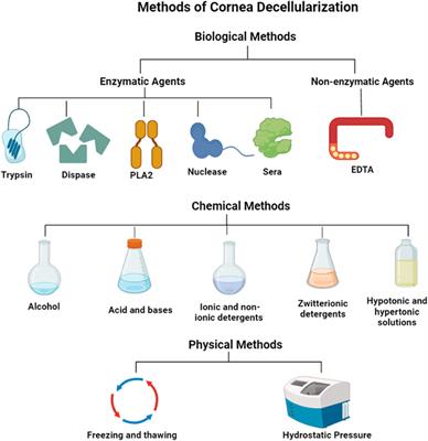 A proposed model of xeno-keratoplasty using 3D printing and decellularization